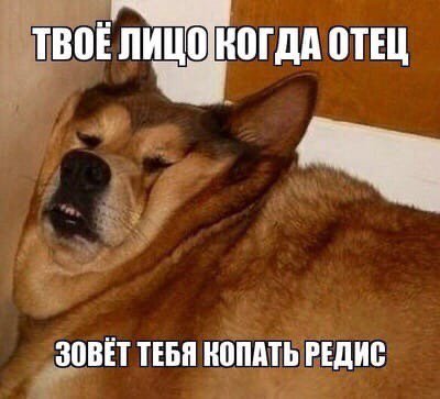 твоё лицо когда отец зовёт тебя копать редис