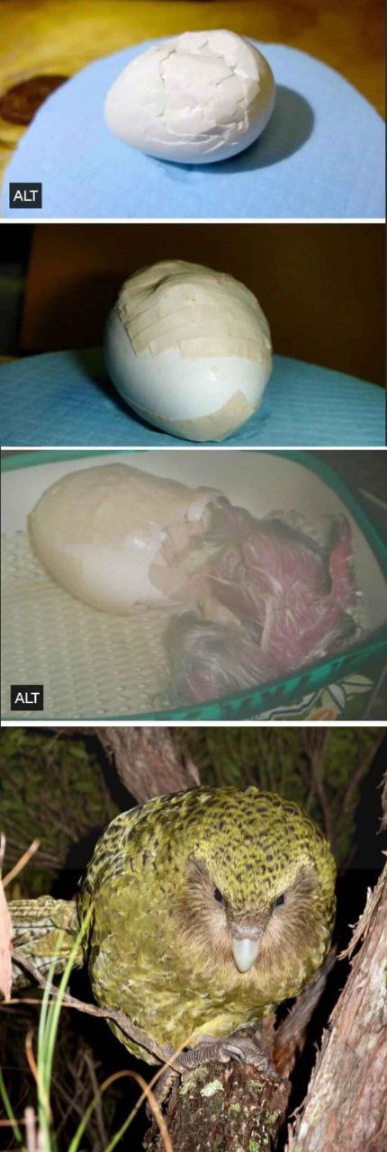 a 4 ALT К 2 у