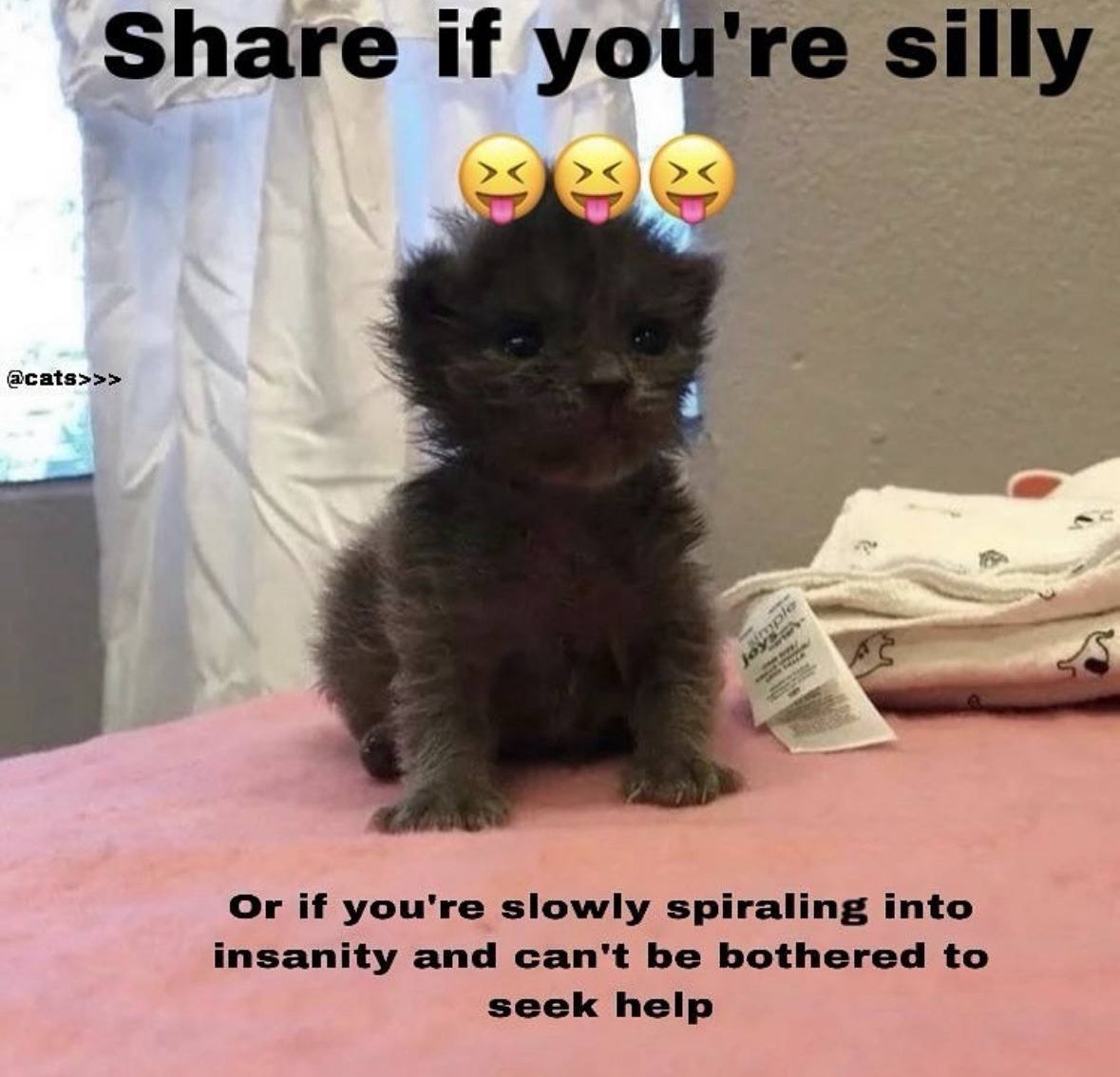 у Share if you're silly @cats>>> a Or if you're slowly spiraling into insanity and can't be bothered to seek help