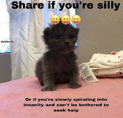 у Share if you're silly @cats>>> a Or if you're slowly spiraling into insanity and can't be bothered to seek help