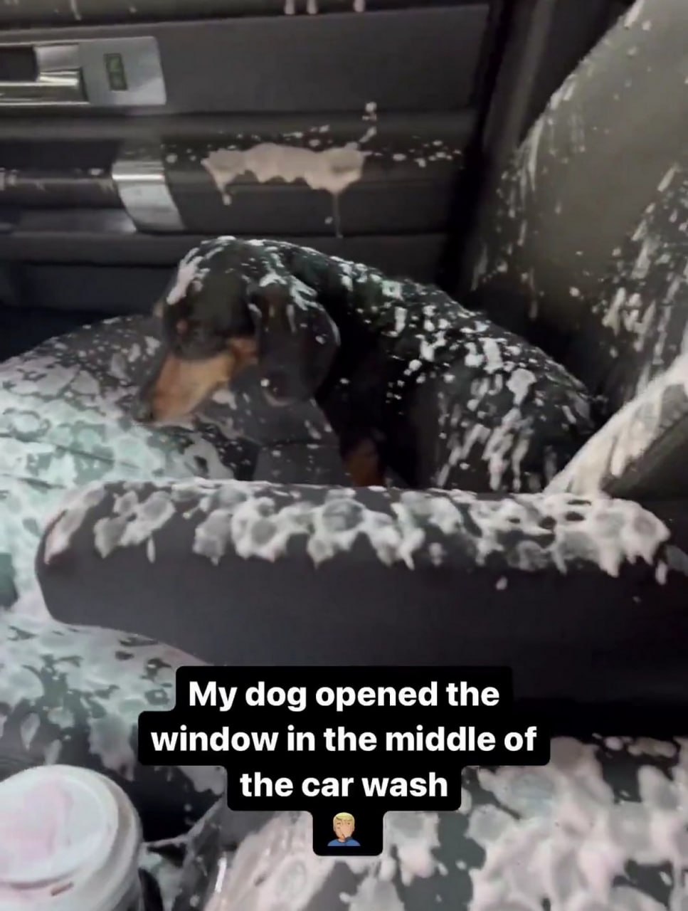 My dog opened the window in the middle of the car wash