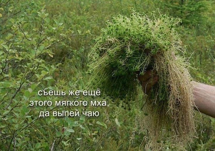съешь же еще этого мягкого мха, да выпей чаю