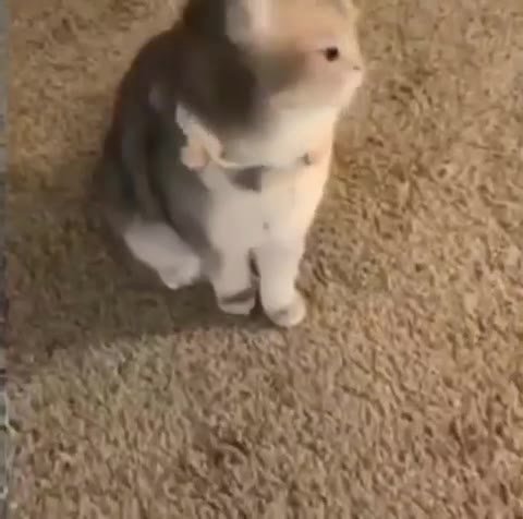 мем