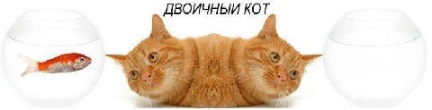 ДВОИЧНЫЙ КОТ