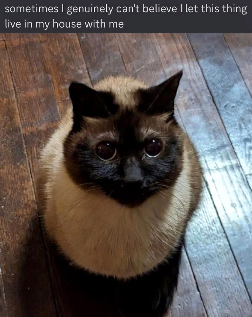 sometimes genuinely can't Бецеуе let this thing live in my house with me