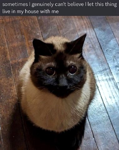 sometimes genuinely can't Бецеуе let this thing live in my house with me