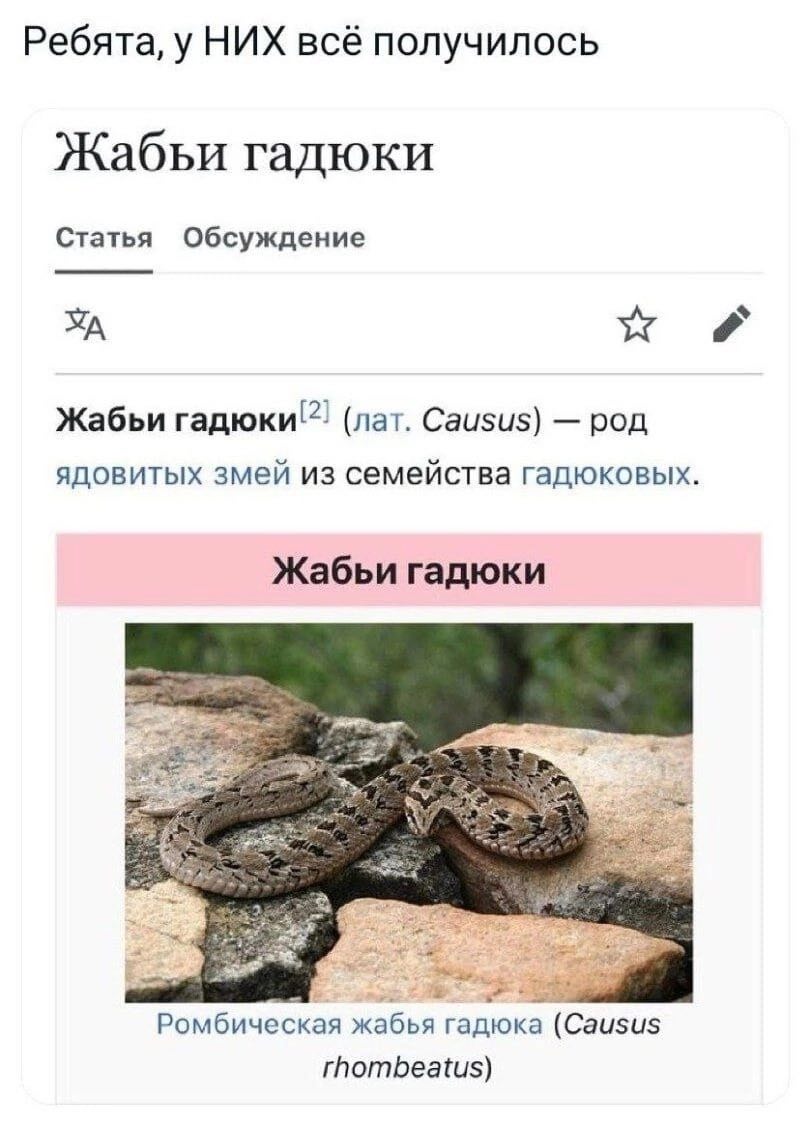 Ребята, у НИХ всё получилось Жабьи гадюки Статья Обсуждение OF Жабьи гадюки" (лат. Causus) род ядовитых змей из семейства гадюковых. Жабьи гадюки Ромбическая жабья гадюка (Causus rhombeatus)