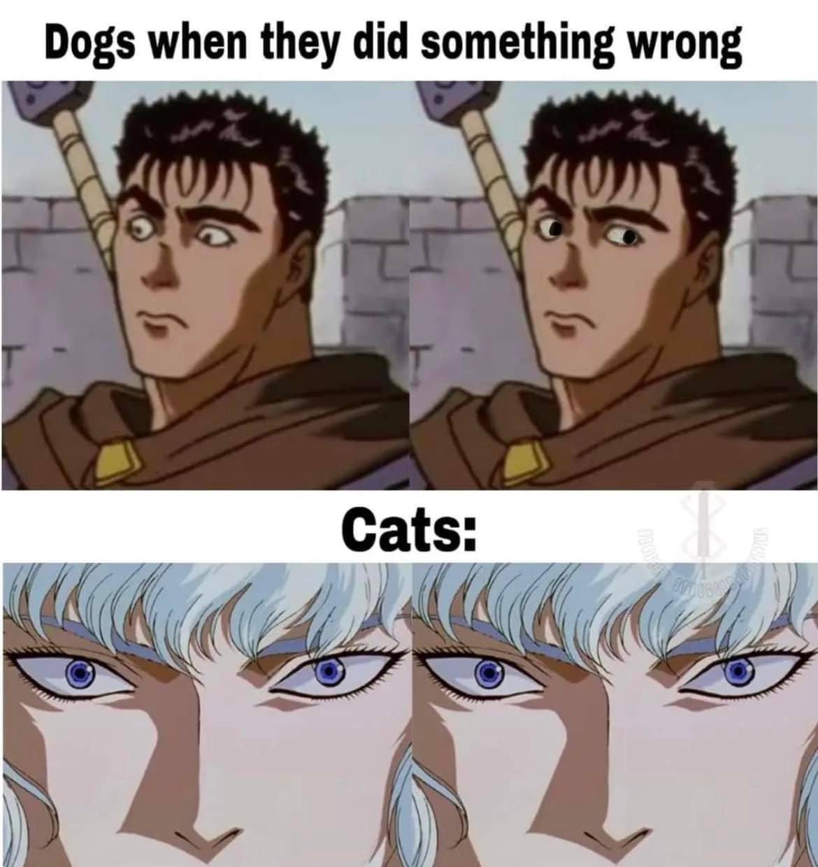 Dogs when they did something wrong Cats: