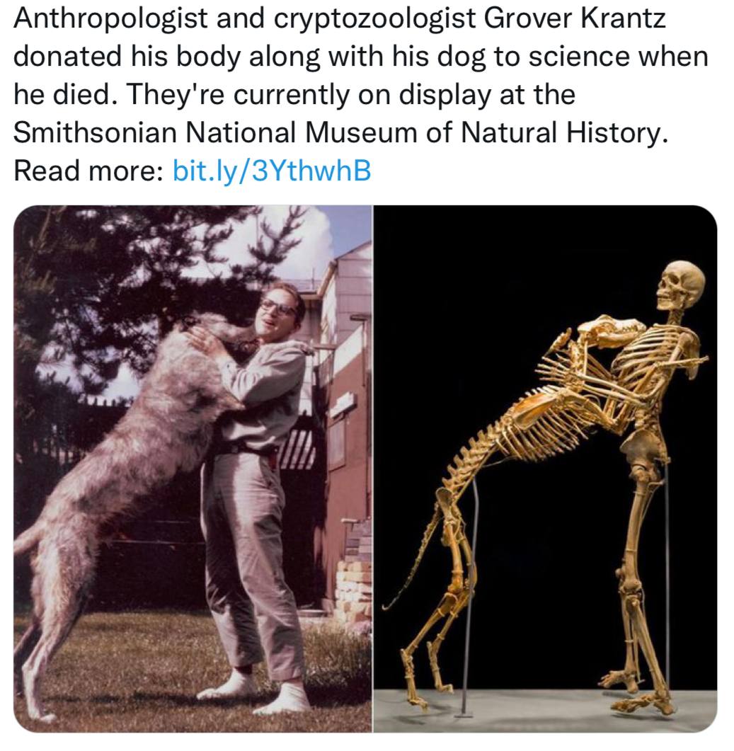 Anthropologist and cryptozoologist Grover Krantz donated his body along with his dog to science when he died. They're currently on display at the Smithsonian National Museum of Natural History. Read m