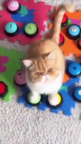 мем