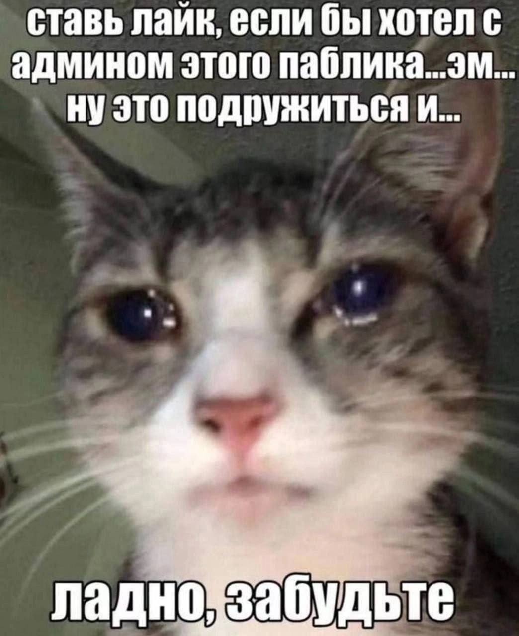 ставь лайк, если бы хотел с админом этого паблика...эм. это подружиться и... ладно забудьте