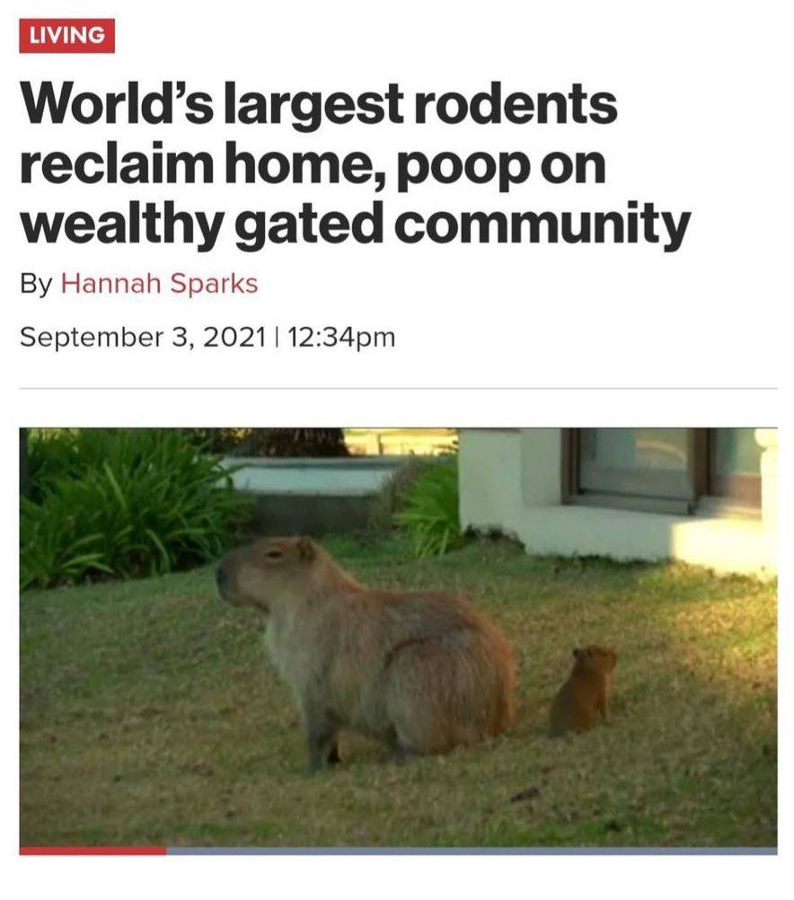 World’s largest rodents reclaim home, poop on wealthy gated community Hannah Sparks September 3, 2021