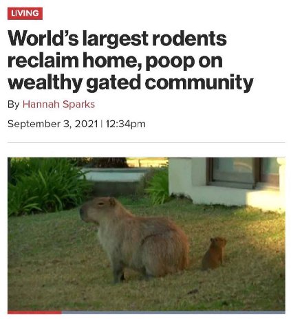 World’s largest rodents reclaim home, poop on wealthy gated community Hannah Sparks September 3, 2021