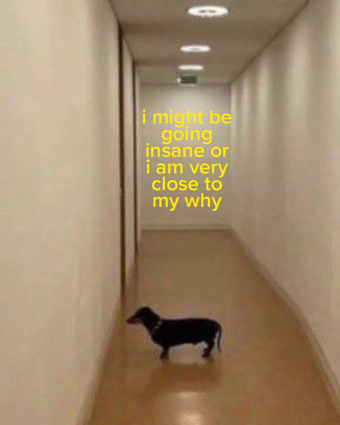 i might be insane or iam very close to my why