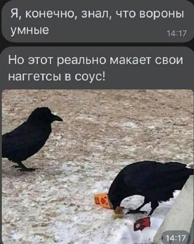 Я, конечно, знал, что вороны умные 14:17 Но этот реально макает свои наггетсы в соус! 3 С