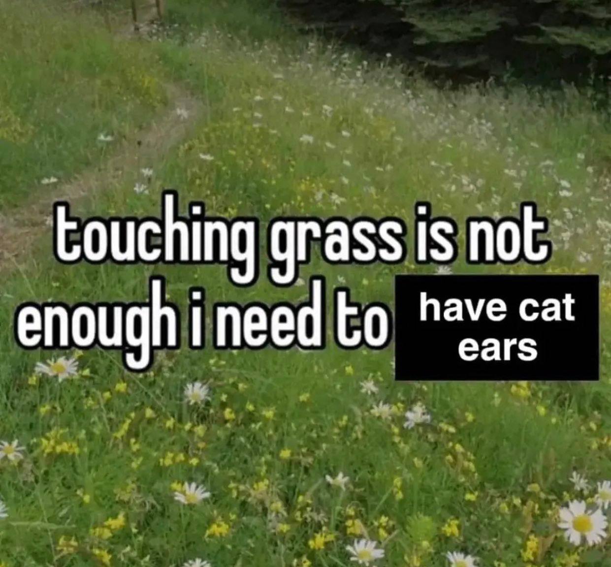touching grass 1$ not ave cat ears