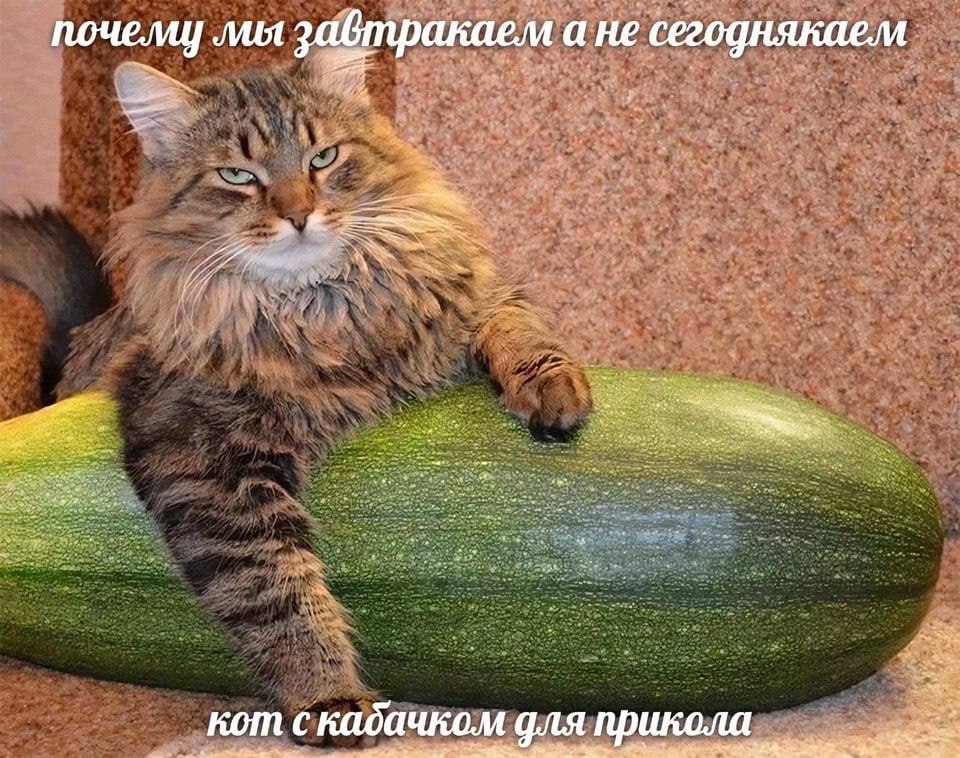 почели] лия завтракаем а не сегоднякаем кот с кадачком икола