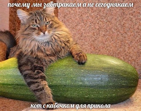 почели] лия завтракаем а не сегоднякаем кот с кадачком икола