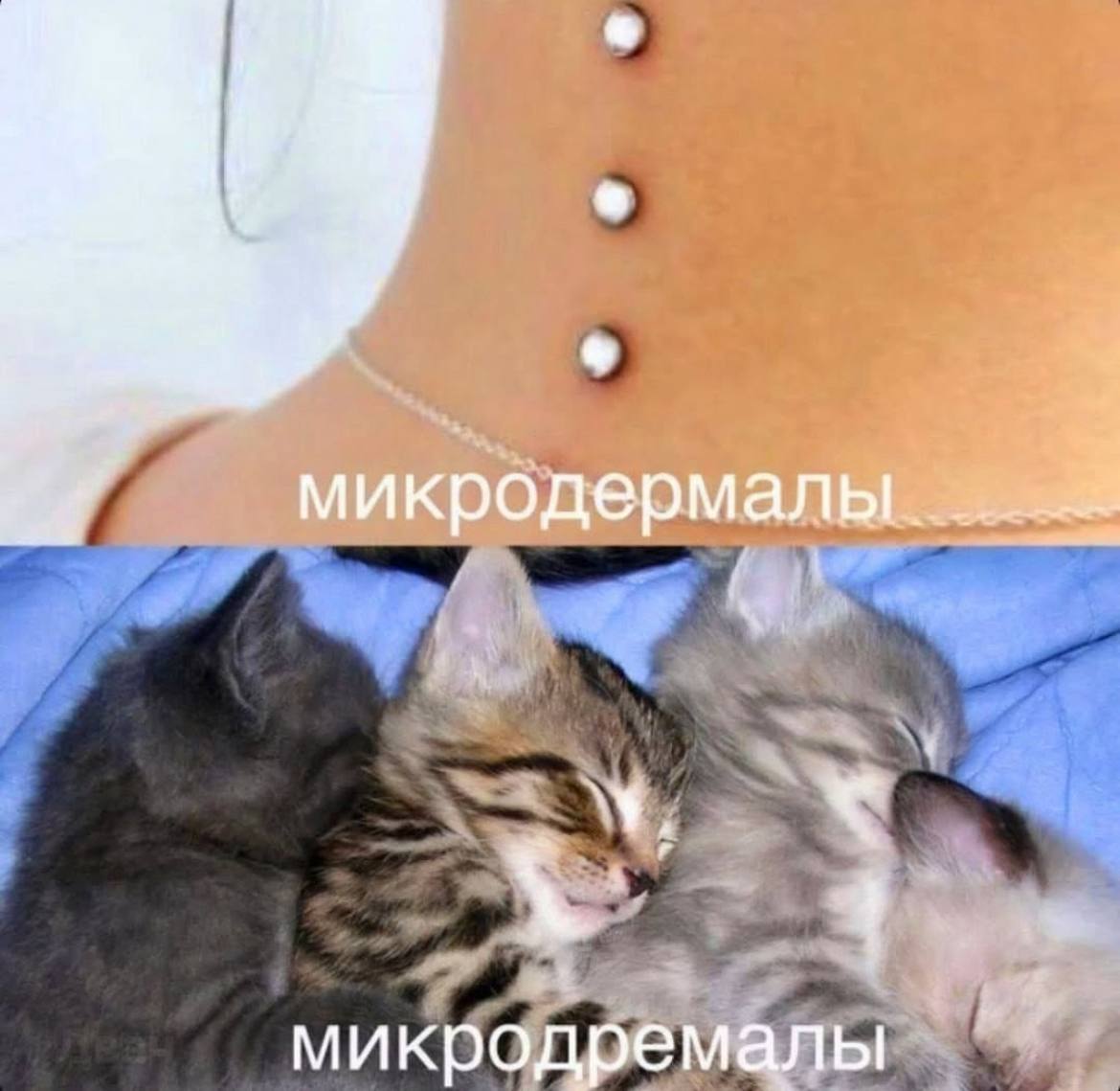 микродермалы. микродремалы