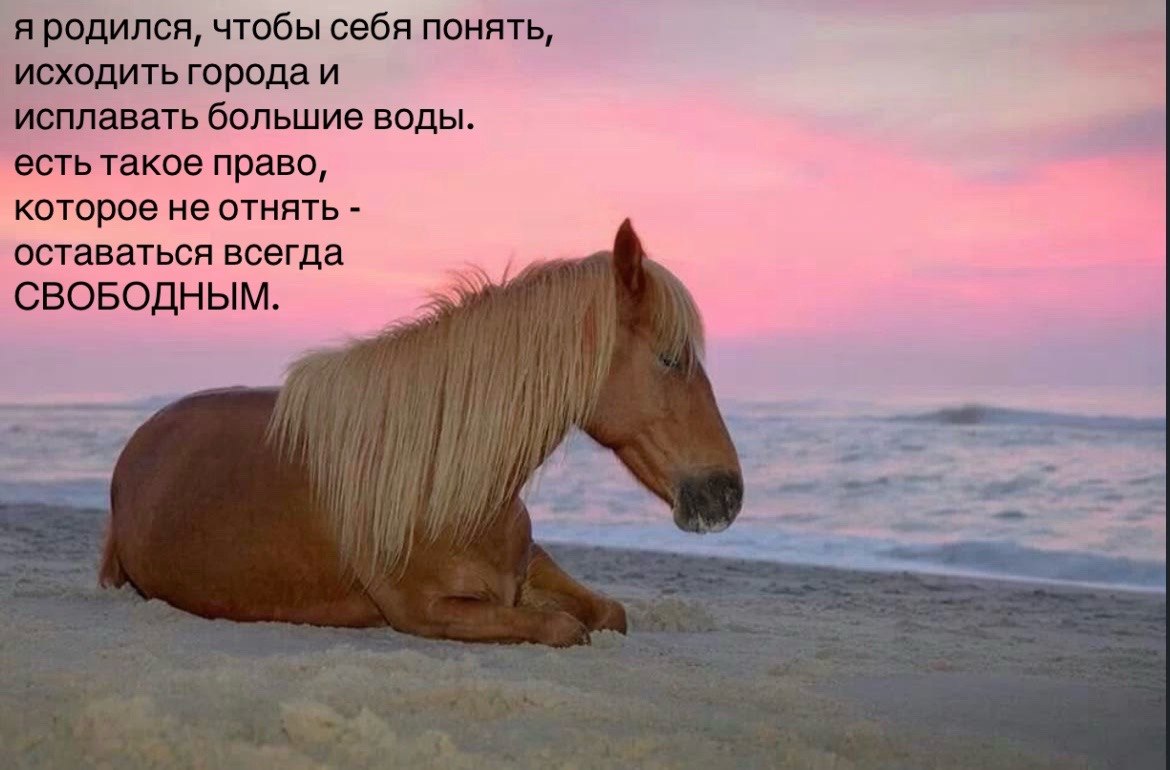 я родился, чтобы себя понять, исходить города и исплавать большие воды. есть такое право, которое не отнять оставаться всегда СВОБОДНЫМ.