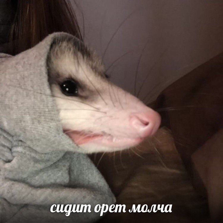 сидит орет молча