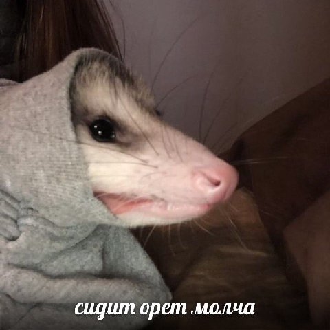 сидит орет молча