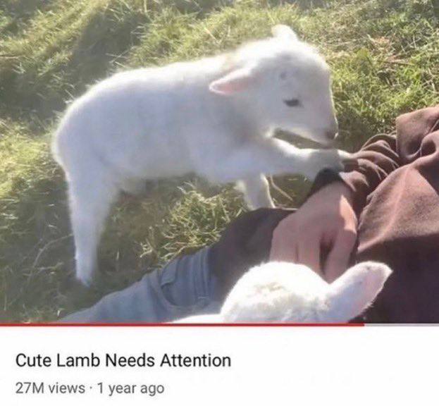Cute Lamb Needs Attention views 1 year ago