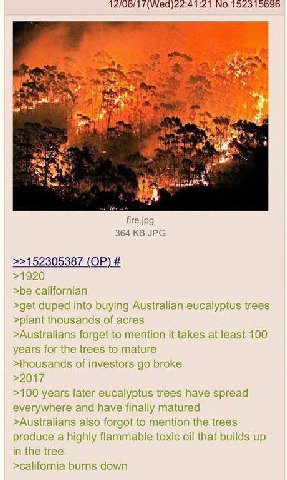 у fire.jpg 364 JPG >>152305387 >1920 >be californian >get duped into buying Australian eucalyptus trees >plant thousands of acres >Australians forget to mention it takes at least 100 years for the tre