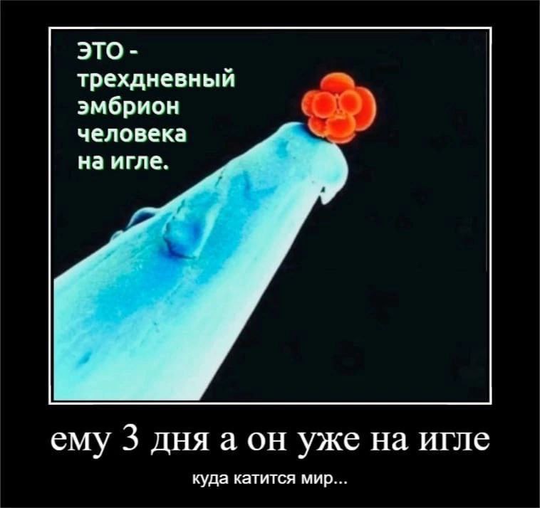 ЭТО трехдневный эмбрион человека на игле. ему 3 дня а он уже на игле куда катится мир...