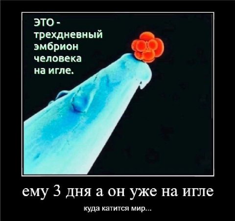 ЭТО трехдневный эмбрион человека на игле. ему 3 дня а он уже на игле куда катится мир...