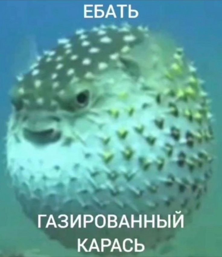 ЕБАТЬ ГАЗИРОВАННЫЙ КАРАСЬ