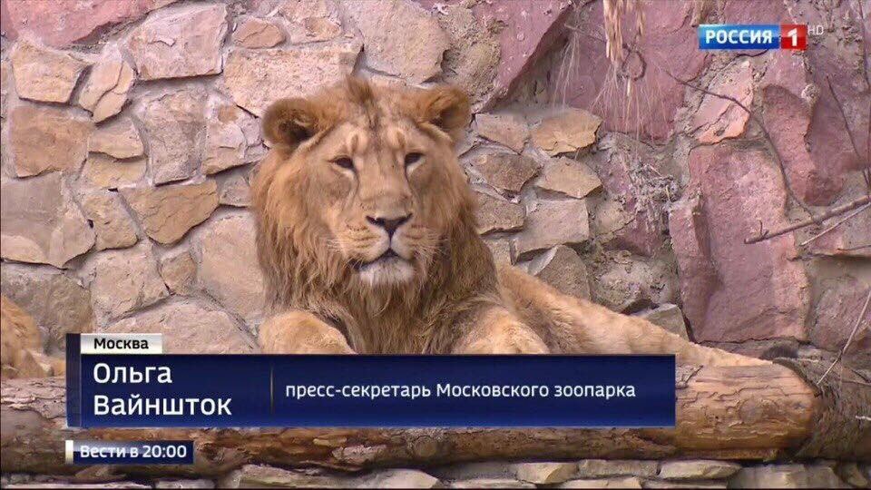 РОССИЯ 4 у a 2% 4 Ольга пресс-секретарь Московского зоопарка Вайншток A в 20:00