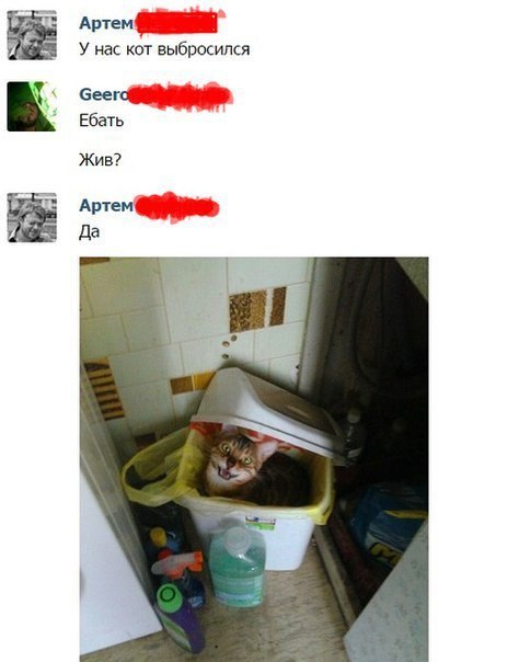 Артем У нас кот выбросился Сеег Ебать Жив? Артем Да