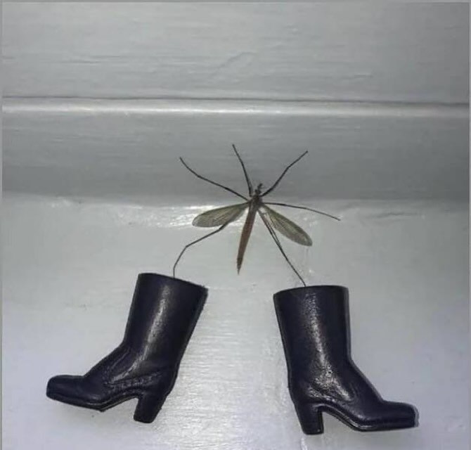 he