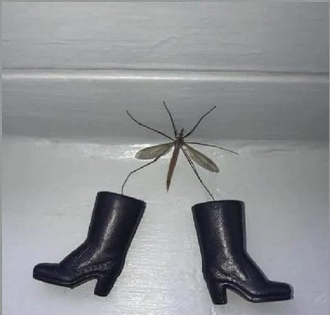 he