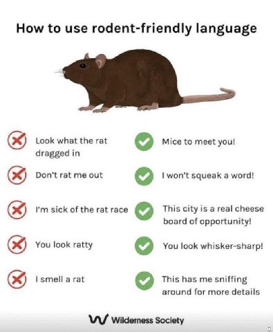 How to use rodent-friendly language Look what the rat Mice to meet you! dragged in Don’t rat me out won't squeak а word! sick of the rat race This city is a real cheese board of opportunity! You look 