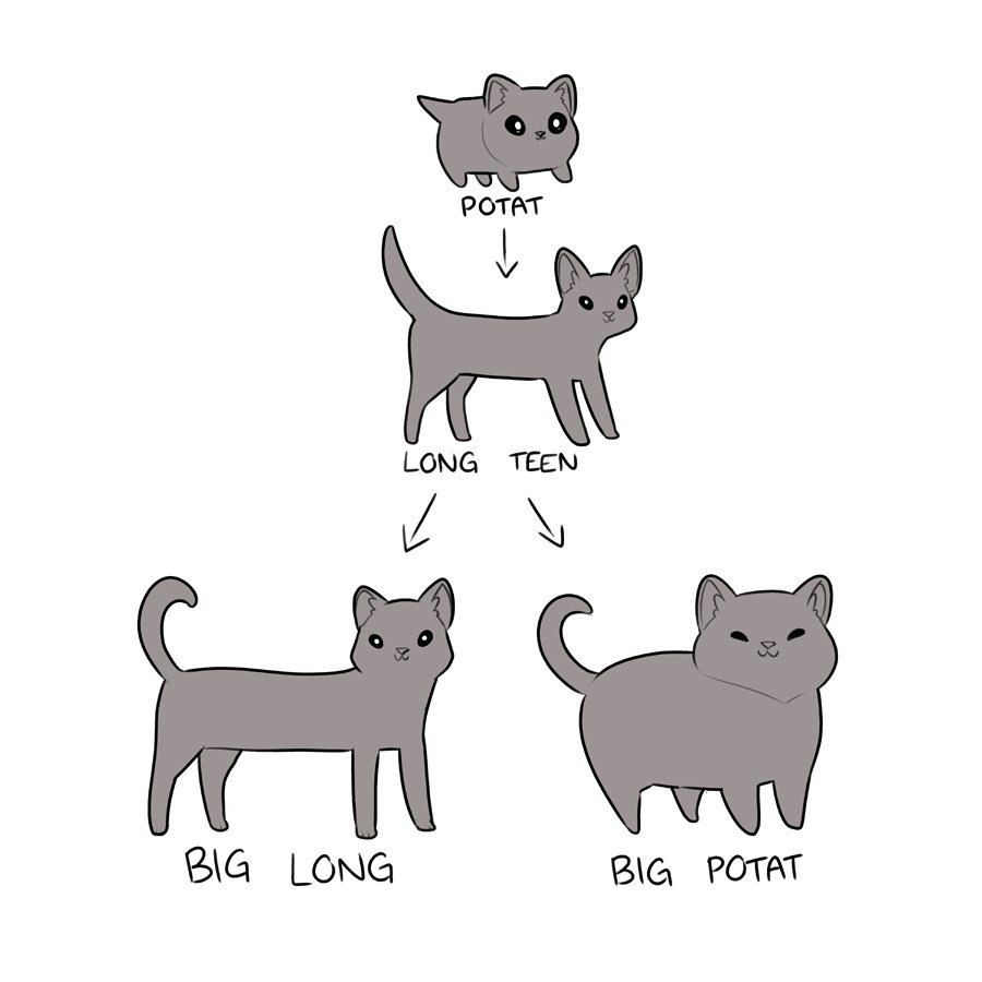 POTAT LONG TEEN и BIG LONG BIG POTAT