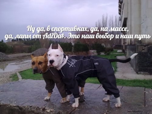 Ну 6 спортивках, да, на массе, лапы от Это наш и Haw путь a к