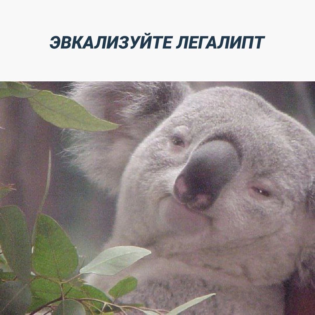 ЭВКАЛИЗУЙТЕ ЛЕГАЛИПТ