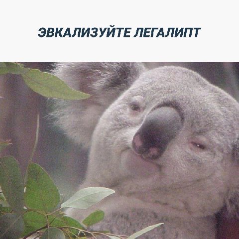 ЭВКАЛИЗУЙТЕ ЛЕГАЛИПТ