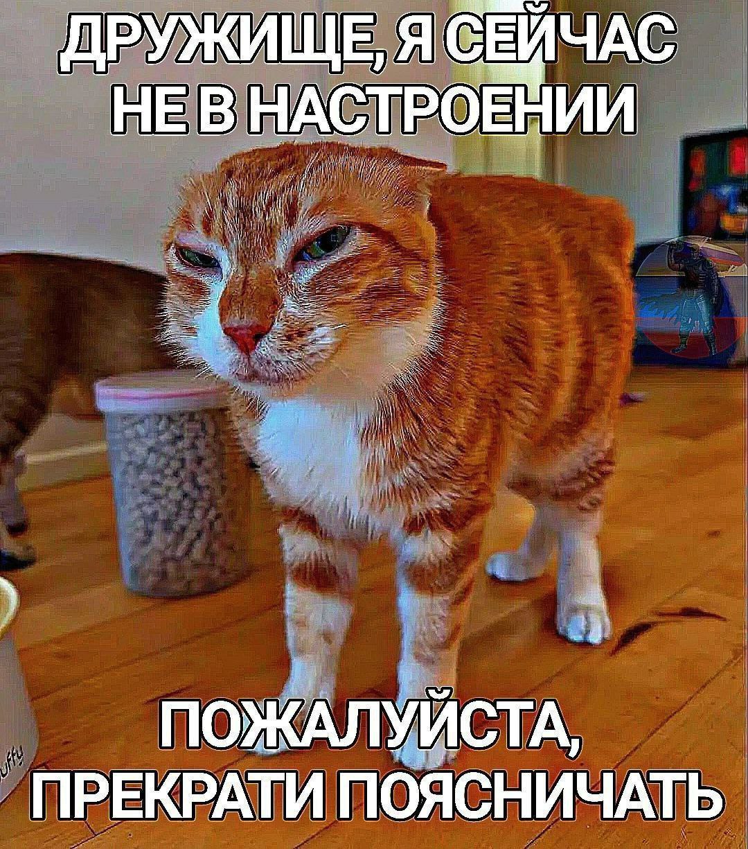ДРУЖИЩЕ, Я СЕЙЧАС НЕ В НАСТРОЕНИИ ПОЖАЛУЙСТА, ПОЯСНИЧАТЬ