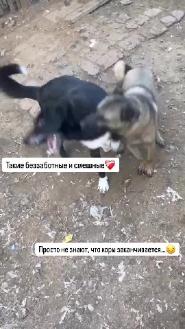 Друзья!
63.000₽ на корм собакам…
И снова этот день, когда корма осталось совсем немного. И, конечно же, поставщик отправит нам партию только после оплаты. Стандартное правило для заказа😔
В неделю на о