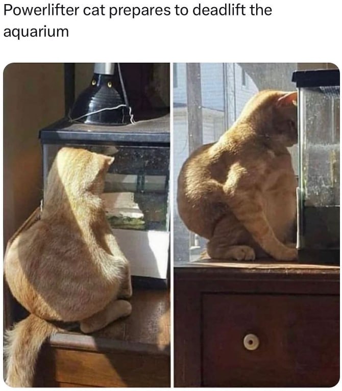 cat prepares to deadlift the aquarium Я