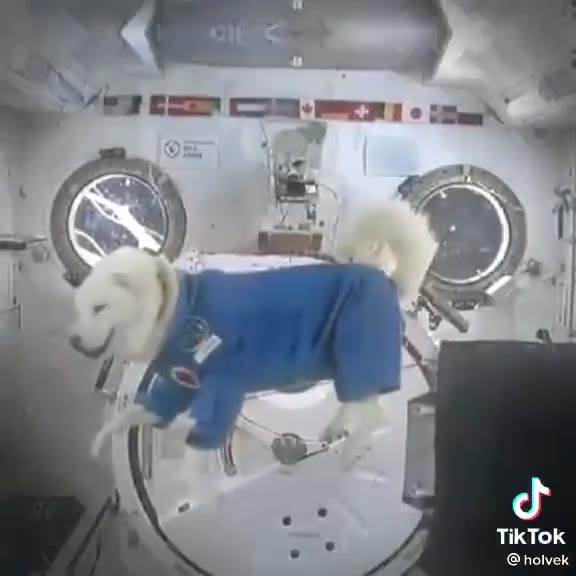 TikTok holvek
