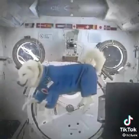 TikTok holvek