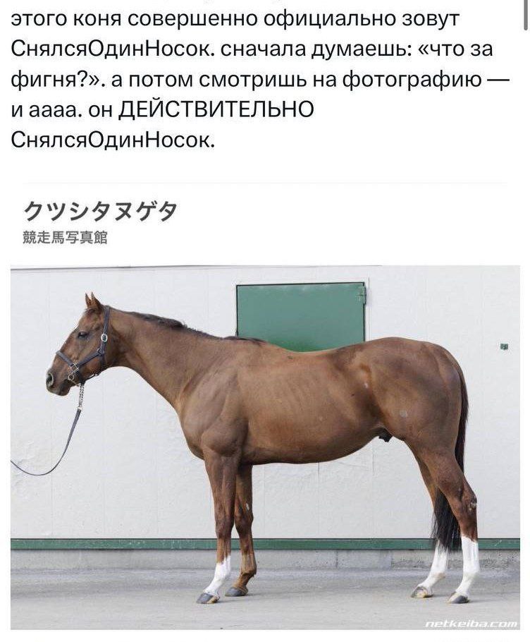 этого коня совершенно официально зовут СнялсяОдинНосок. сначала думаешь: «что за фигня?». а потом смотришь на фотографию и аааа. он ДЕЙСТВИТЕЛЬНО СнялсяОдинНосок. A