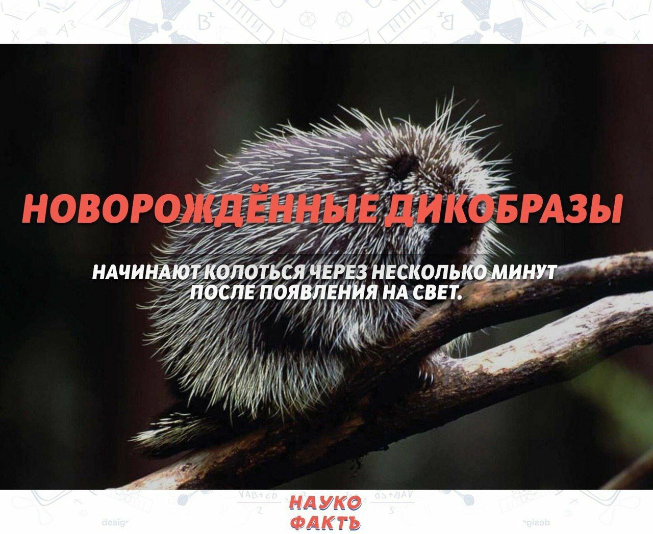 НАЧИНАЮТ КОЛОТЬСЯ ЧЕРЕЗ НЕСКОЛЬКО МИНУТ ПОСЛЕ ПОЯВЛЕНИЯ НА СВЕТ. НАУКО @AKTD