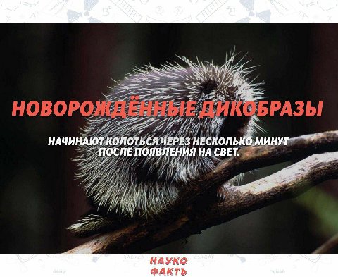НАЧИНАЮТ КОЛОТЬСЯ ЧЕРЕЗ НЕСКОЛЬКО МИНУТ ПОСЛЕ ПОЯВЛЕНИЯ НА СВЕТ. НАУКО @AKTD