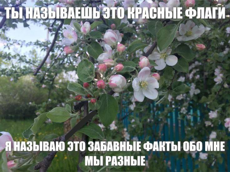 ‚ТЫ НАЗЫВАЕШЬ ЭТО КРАСНЫЕ ФЛАГИ. 6 Я НАЗЫВАЮ ЭТО ЗАБАВНЫЕ ФАКТЫ 060 МНЕ МЫ РАЗНЫЕ