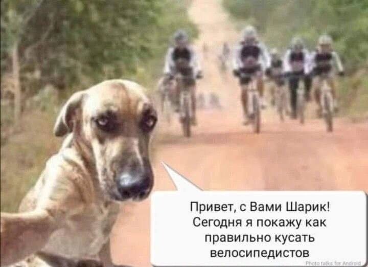 i у 4 Привет, с Вами Шарик! Сегодня я покажу как правильно кусать велосипедистов